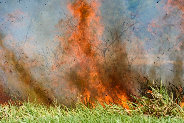 Incendio forestal y árboles quemados en la Mata Atlántica brasileña Santa Rita Paraiba Brasil