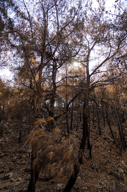 Foto incendio forestal en bosques de pino rojo, bodrum - turquía