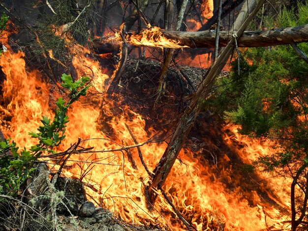 Foto incendio forestal humo incendio árboles concepto de cambio climático galicia españa