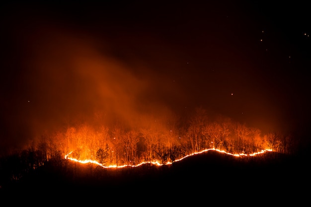 Incendio forestal que quema árboles en la noche.