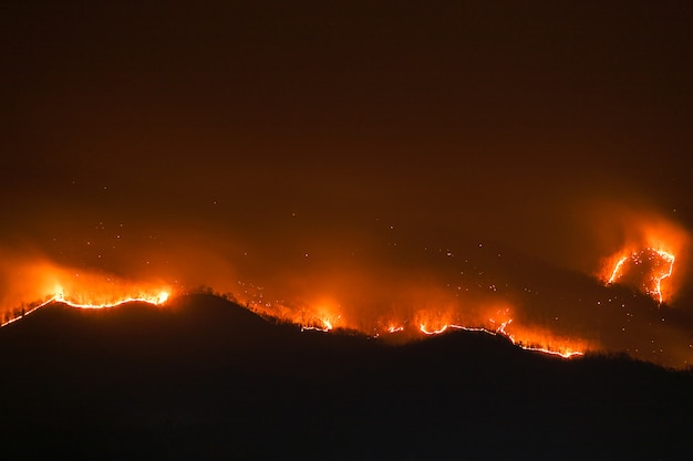 Incendio forestal quema árboles por la noche