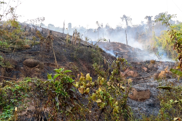 Incendio forestal de verano en laos