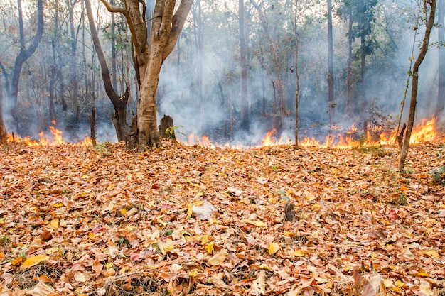 Incendio de matorrales en el bosque tropical