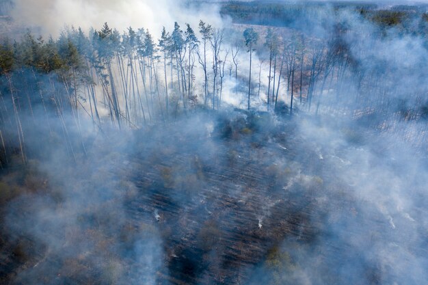 Incêndio na floresta, região de Zhytomyr, Ucrânia.