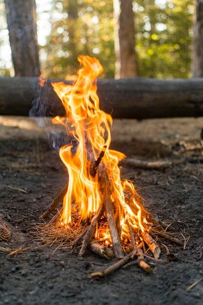 Foto incêndio na floresta