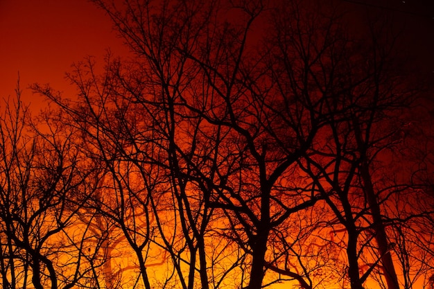 Incendio nocturno en el bosque caducifolio de otoño. antecedentes