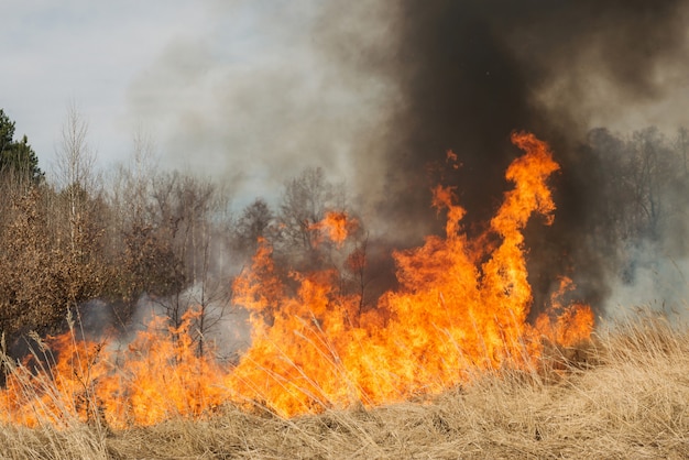 Incendio en tierras agrícolas cerca del bosque