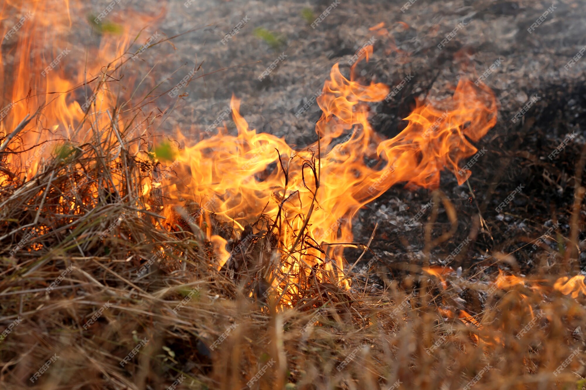 Apagar O Fogo Com Um Balde De água. Incêndios Florestais No Verão