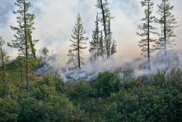 incêndios florestais