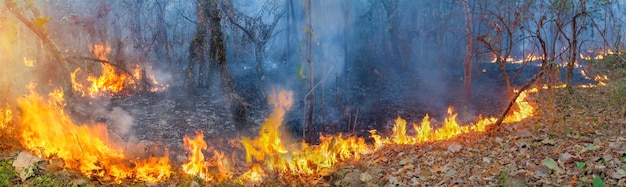 Incendios forestales africanos en la cuenca del Congo África Central