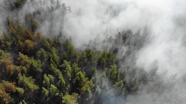 Los incendios forestales arden violentamente