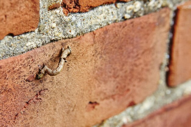 Foto inchworm-reise auf einer verwitterten ziegelsteinmauer nahaufsicht