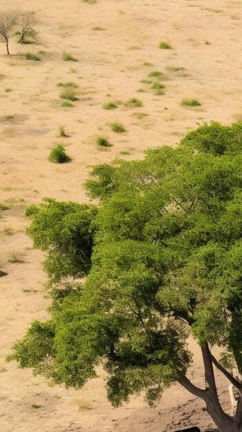 Foto incluido el búfalo del cabo