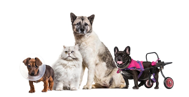 Foto incluindo um grupo de animais doentes e de má saúde com um cão numa cadeira de rodas, um gato e um cão cegos de um olho e um cachorro com um cone