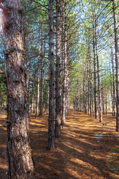 Incluso hileras de pinos en el bosque.