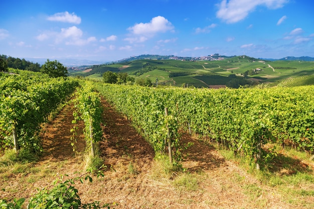 Incluso hileras de uvas que crecen en colinas naturales en Italia. Región de Piamonte