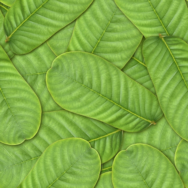 Foto inconsútil verde hojas de fondo