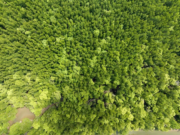 Increíble abundante bosque de manglares Vista aérea de los árboles del bosque Ecosistema de la selva tropical y fondo de ambiente saludable Textura del bosque de árboles verdes de arriba hacia abajo Vista de ángulo alto