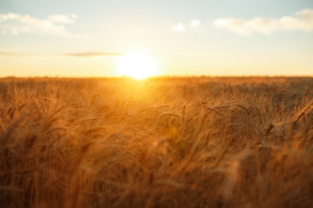 Increíble agricultura puesta de sol paisajeCrecimiento naturaleza cosecha Campo de trigo producto natural