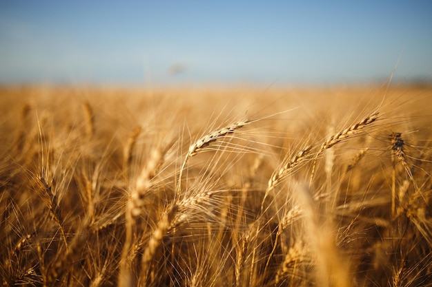 Increíble agricultura puesta de sol paisajeCrecimiento naturaleza cosecha Campo de trigo producto natural