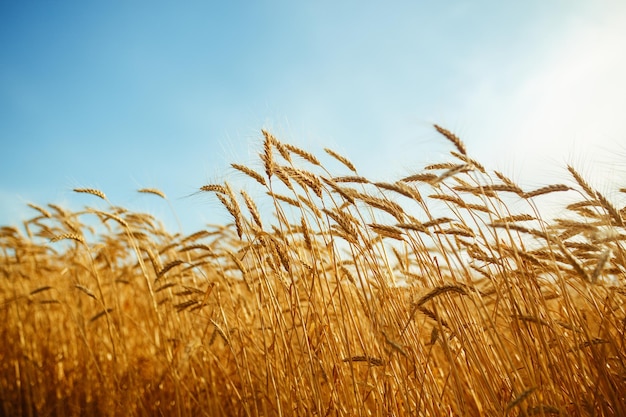 Increíble agricultura puesta de sol paisajeCrecimiento naturaleza cosecha Campo de trigo producto natural