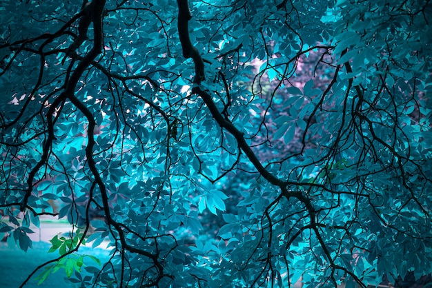 Increíble árbol azul mágico con hojas azules