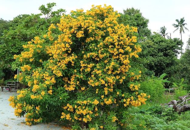 Increíble árbol floreciente de Trumpetbush en el borde de la carretera en Tailandia
