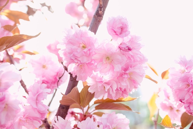 Increíble árbol de sakura rosa en flor en primavera en un día soleado