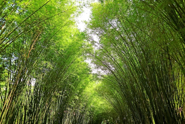 Increíble arco de árbol de bambú natural en el templo de Chulapornwanaram en la provincia de Nakornnayok, Tailandia