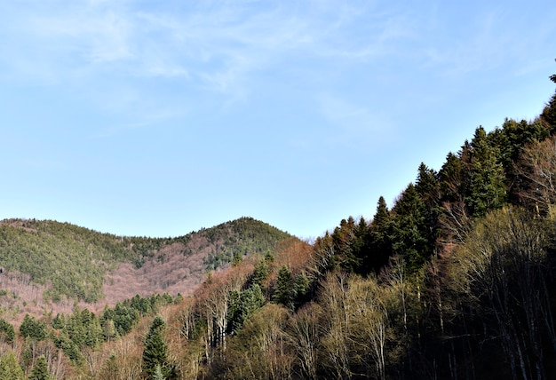 Increíble bosque de pinos