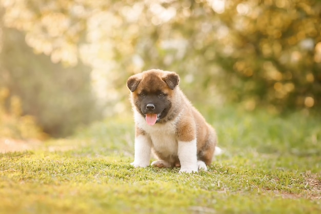 Increíble cachorro Akita americano sentado en la hierba.