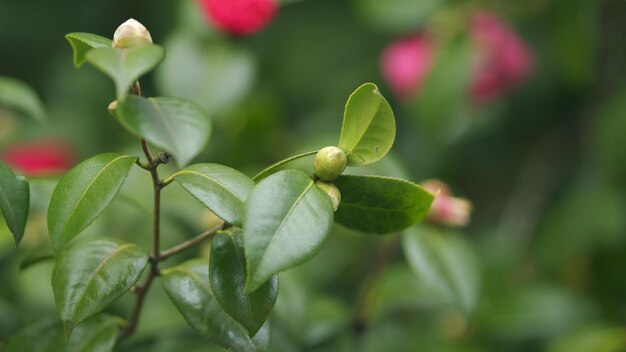 Increíble camelia hermosa en el jardín de primavera rosa flor de camelia japonesa con hojas verdes