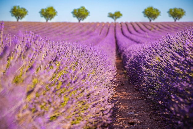 Increíble campo de lavanda en un paisaje de verano, flores, prados y árboles. Maravilloso tranquilo