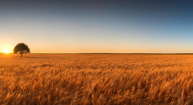 Increíble campo de trigo amarillo con una puesta de sol en el fondo