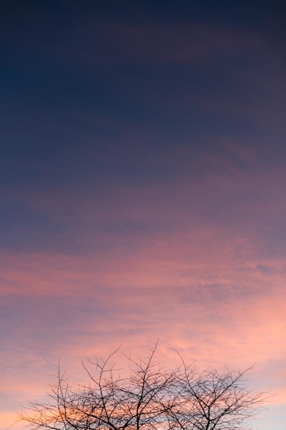 Increíble cielo degradado rosa y azul con el color de la naturaleza del invierno del árbol