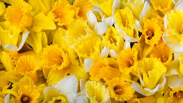 Increíble fondo con flores de narcisos amarillos Hermosa tarjeta de felicitación para el Día de la Madre Pascua