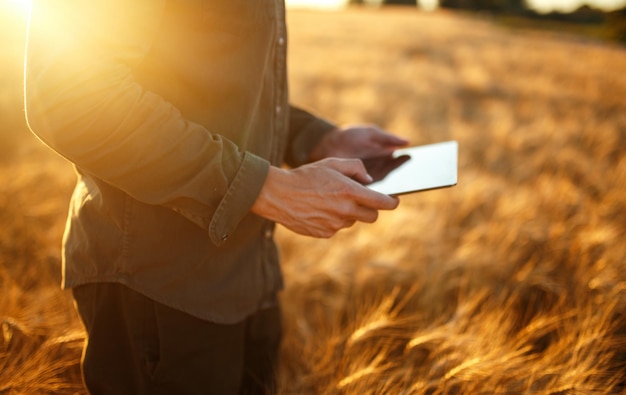 Increíble foto de un agricultor revisando el progreso del campo de trigo sosteniendo una tableta usando Internet