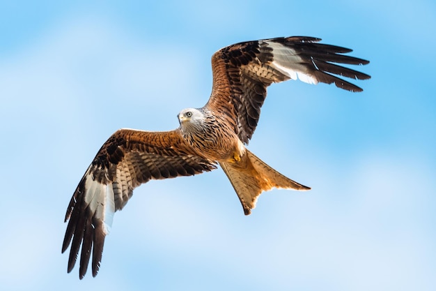 Increíble foto de un Milano real (subfamilia de halcones) volando en el cielo con las alas abiertas