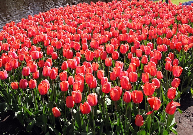 Increíble hermoso campo de tulipanes rojos. Hermoso fondo floral de textura de flores de primavera