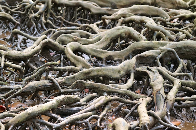 Increíble Mangrove Forest Tree Roots, Provincia de Trat de Tailandia