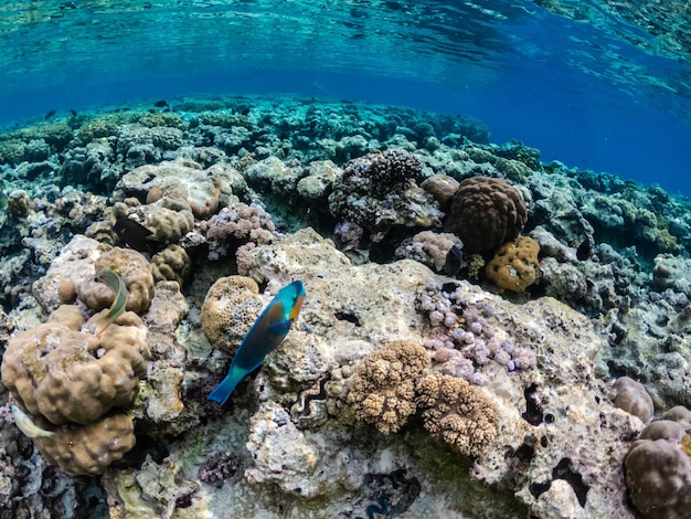 Increíble Mar Rojo con coloridos arrecifes de coral con peces loro