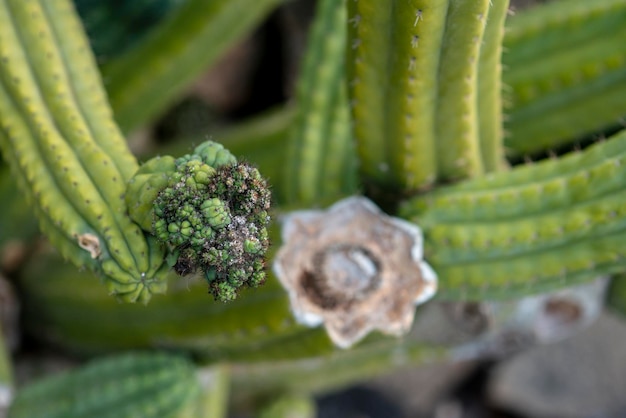 Foto el increíble mundo de los cactus