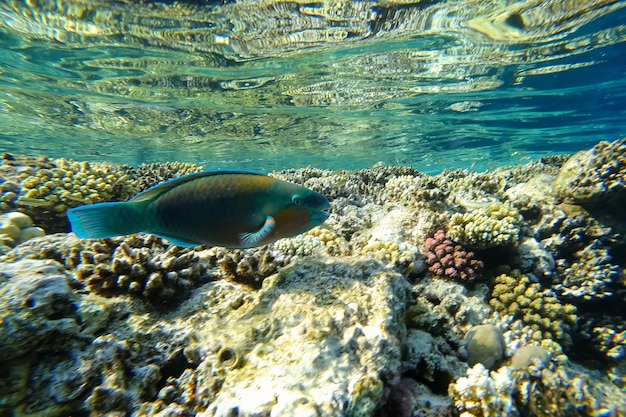 Increíble mundo submarino del Mar Rojo, hermoso pez azul verde nada bajo la superficie cerca de coral