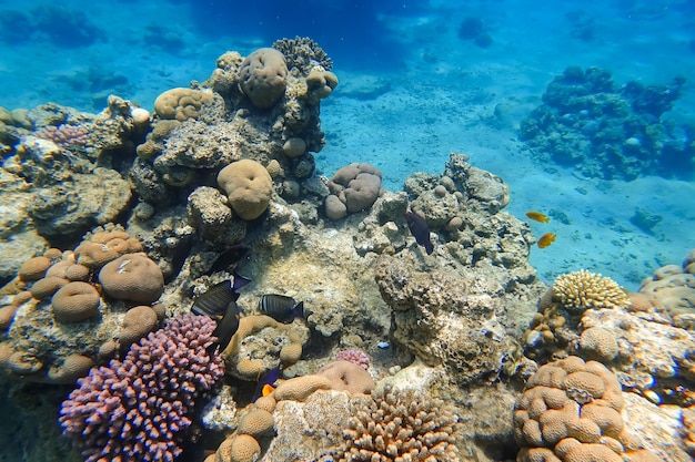 Increíble mundo submarino de los peces tropicales del Mar Rojo nadan entre los corales que se esconden detrás de ellos