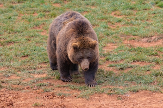 Increíble oso macho marrón