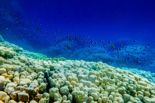 increíble paisaje bajo el agua con corales peces y aguas azules profundas en vacaciones