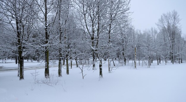 increíble paisaje de árboles llenos de nieve