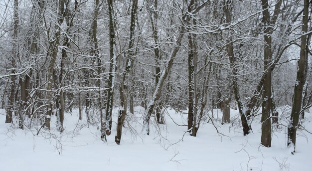 increíble paisaje de árboles secos llenos de nieve en alta definición