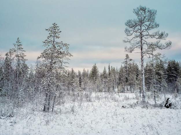 Increíble paisaje ártico con árboles en la nieve en un día polar. Península de Kola.