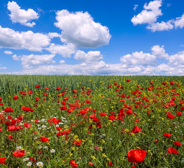 Increíble paisaje de campo de amapolas primaverales contra el cielo colorido y las nubes ligeras.